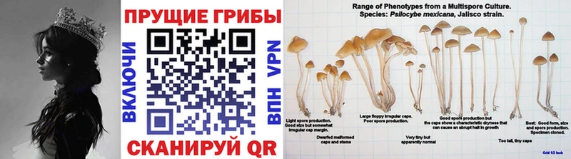 Галлюциногенные грибы Cubensis  Купить закладки  Ленск 